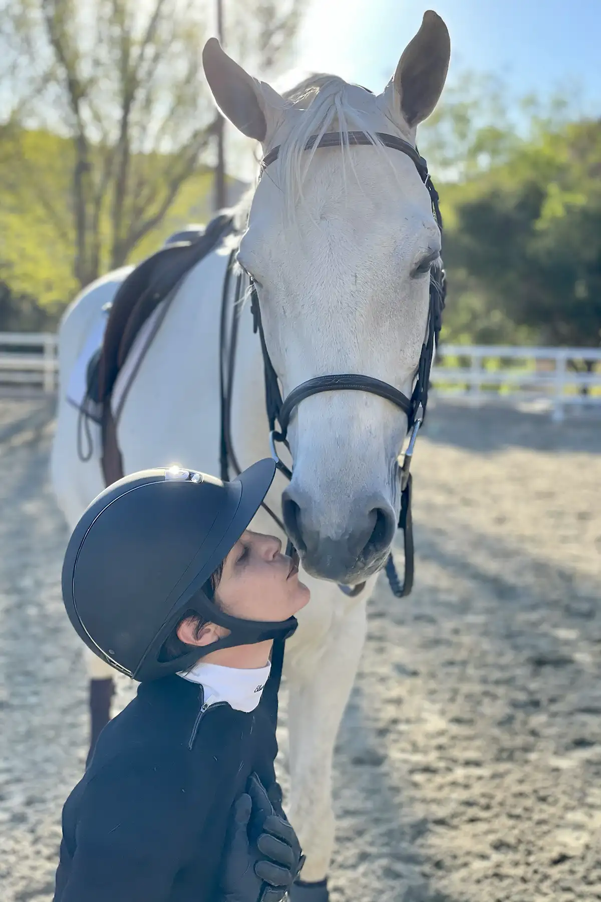 What Your Horse Is Telling You Through Body Language Horse looking out from a stall with ears forward and eyes alert, demonstrating equine body language and communication signals.