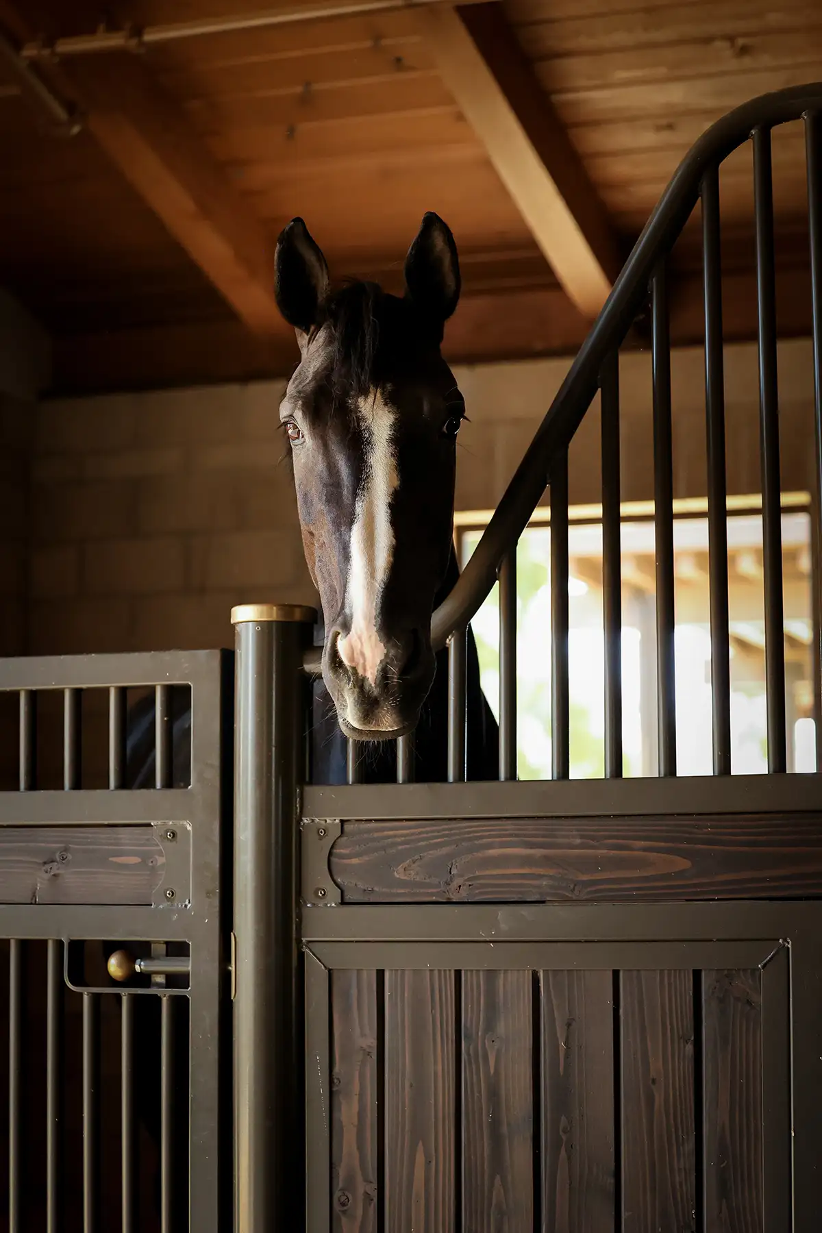 Horse looking out from a stall with ears forward and eyes alert, demonstrating equine body language and communication signals.